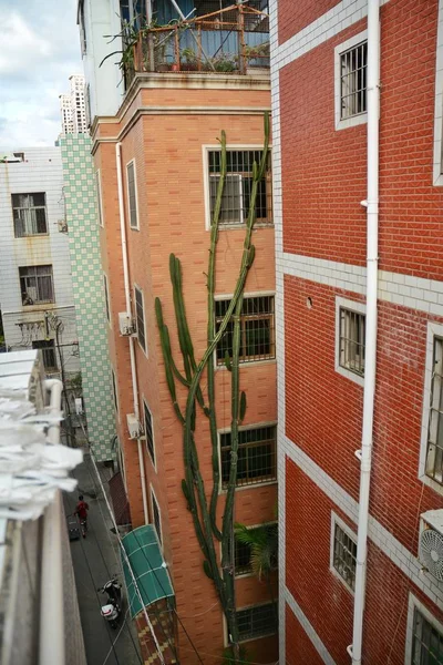 中国东南部福建省厦门市一栋居民楼表面生长着五层高的无分枝柱状仙人掌习惯仙人掌 — 图库照片