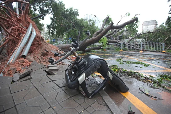 Деревья Выкорчеваны Сильным Ветром Вызванным Тайфуном Mangkhut Тайфуном Года Дороге — стоковое фото