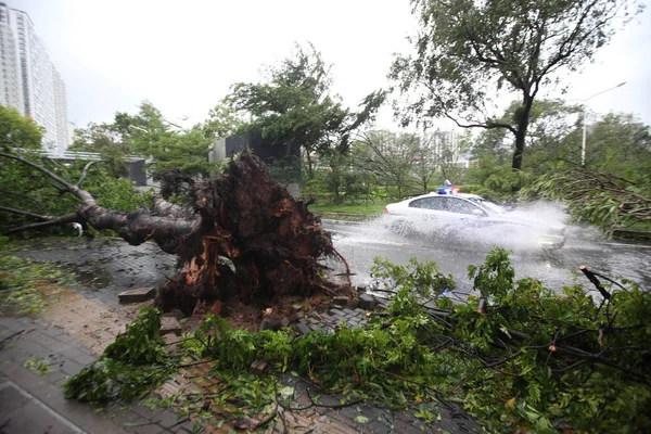 Полицейская Машина Проезжает Мимо Деревьев Выкорчеванных Сильным Ветром Вызванным Тайфуном — стоковое фото