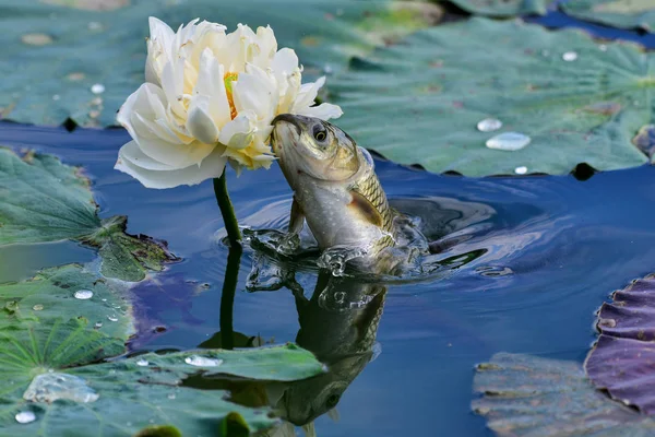 Carpa Está Por Encima Superficie Del Agua Para Comer Los —  Fotos de Stock