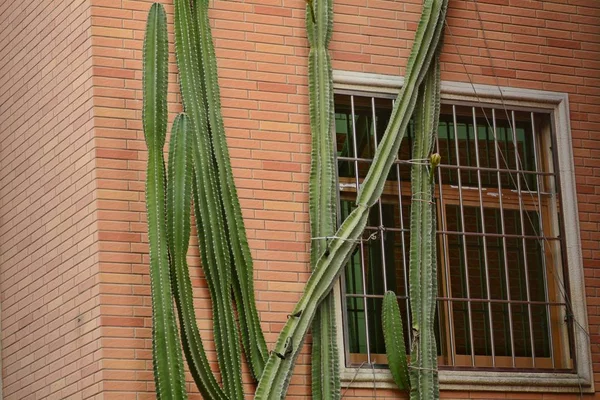 Cacto Hábito Colunar Não Ramificado Cinco Andares Altura Cresce Superfície — Fotografia de Stock