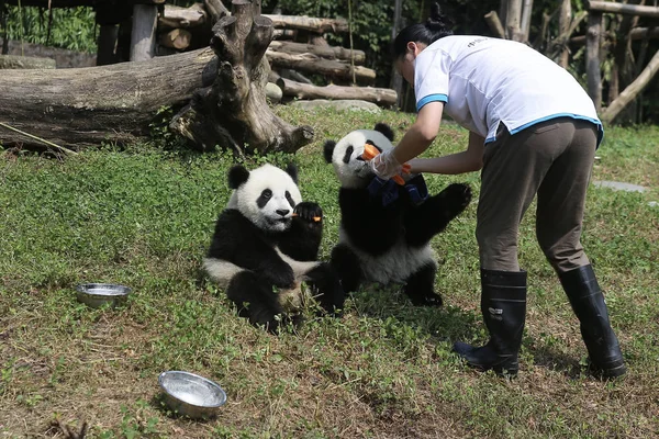 Dos Los Cuatro Cachorros Panda Gigantes Nacidos Centro Investigación Conservación — Foto de Stock