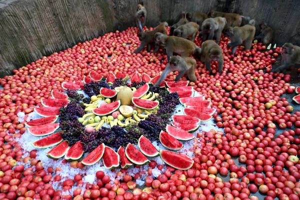 Macachi Godono Banchetto Frutta Una Giornata Torrida Nella Riserva Naturale — Foto Stock