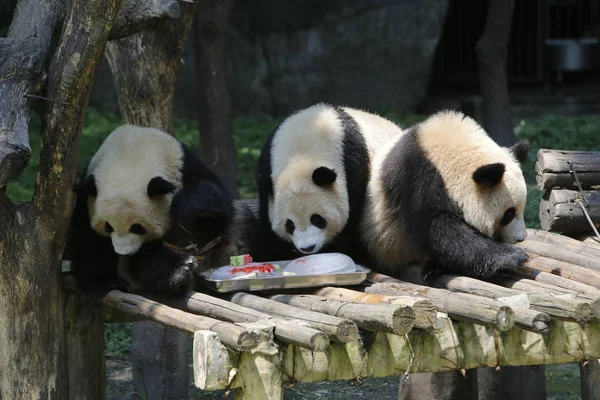 Pandas Gigantes Comem Melancias Para Refrescar Dia Escaldante Chongqing China — Fotografia de Stock