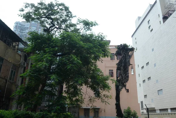 Blick Auf Einen Vier Stockwerke Hohen Banyan Baum Der Aus — Stockfoto