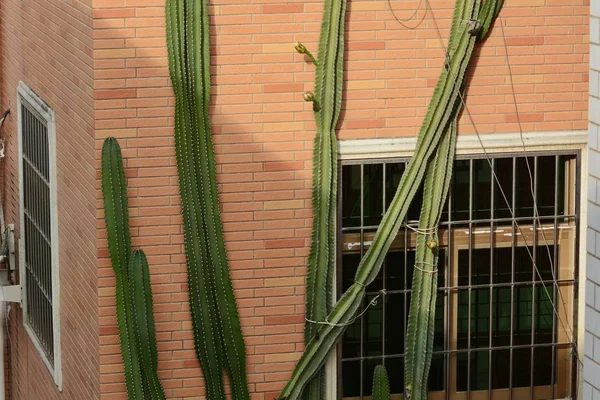 Cacto Hábito Colunar Não Ramificado Cinco Andares Altura Cresce Superfície — Fotografia de Stock