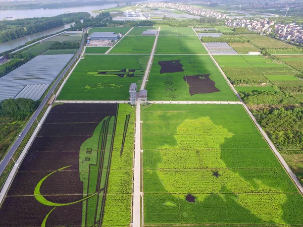 2018 日中国東部の浙江省杭州市紅旗村の水田で展示 中国の夢 テーマにした 米水田絵画の航空写真 — ストック写真