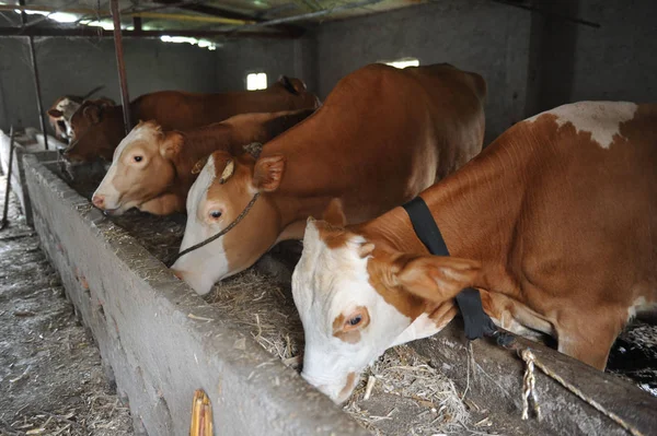 Dobytek Jsou Obrázku Farmě Linquan County Fuyang City Provincie Anhui — Stock fotografie