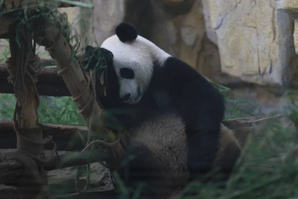 ジャイアント パンダは 動物園で竹を食べる灼熱日 2018 日中国東部の山東省済南市 — ストック写真
