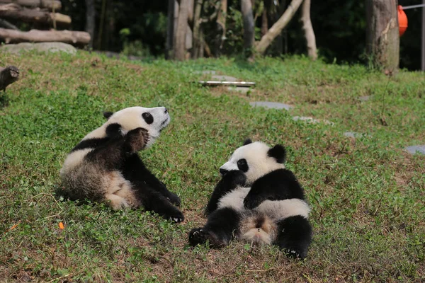Zwei Der Vier Männlichen Riesenpanda Jungen Die Chinesischen Konservierungs Und — Stockfoto