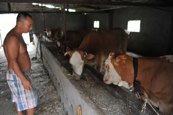 Bovini Sono Raffigurati Una Fattoria Nella Contea Linquan Città Fuyang — Foto Stock