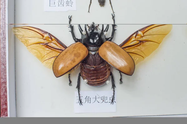 Insect Specimen Collected Made Year Old Chinese Boy Xiong Haoyang — Stock Photo, Image
