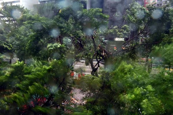 Árvores São Arrancadas Pelo Vento Forte Causado Pelo Tufão Mangkhut — Fotografia de Stock