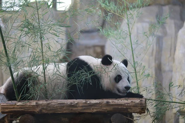 Egy Óriás Panda Eszik Bambusz Egy Állatkert Egy Perzselő Nap — Stock Fotó