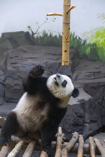 Een Van Vrouwelijke Giant Panda Twins Hehe Jiujiu Eet Tijdens — Stockfoto