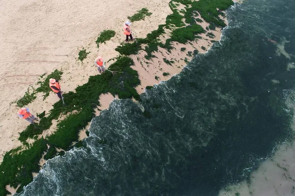 Seashore Covered Green Algae Enteromorpha Prolifera Lianyungang City East China — Foto de Stock