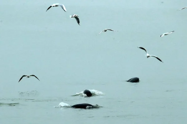 Vue Des Marsouins Sans Fin Yangtze Menacés Dans Lac Poyang — Photo