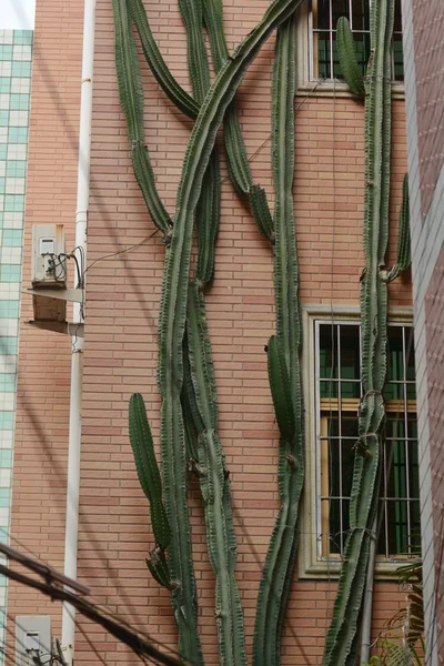 Cactus Columnar Ramificado Cinco Pisos Altura Crece Superficie Edificio Residencial — Foto de Stock