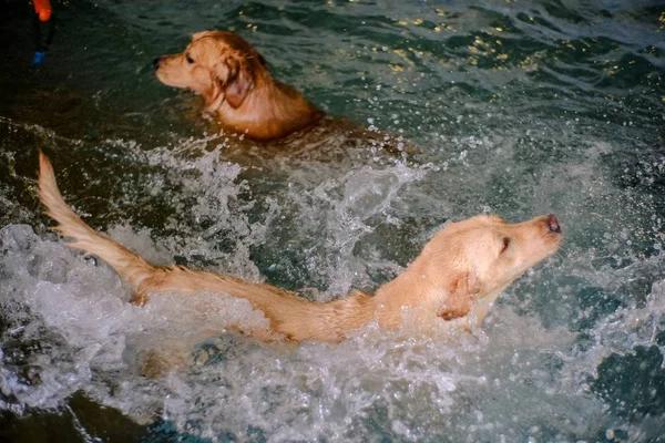 Cães Estimação Nadam Uma Piscina Hotéis Estimação Para Escapar Onda — Fotografia de Stock