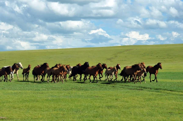 Una Vista Los Caballos Pastizal Hulun Buir Región Autónoma Mongolia — Foto de Stock