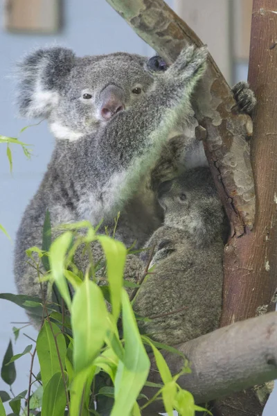 Bebê Coala Sua Mãe São Retratados Nanjing Hongshan Forest Zoo — Fotografia de Stock