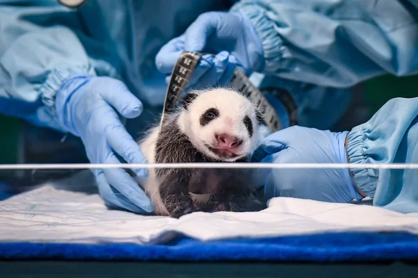 中国南方广东省广州市长隆野生动物园的专家正在对新生大熊猫龙泽进行检查 — 图库照片