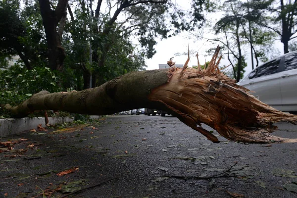 Los Árboles Son Desarraigados Por Fuerte Viento Causado Por Tifón —  Fotos de Stock