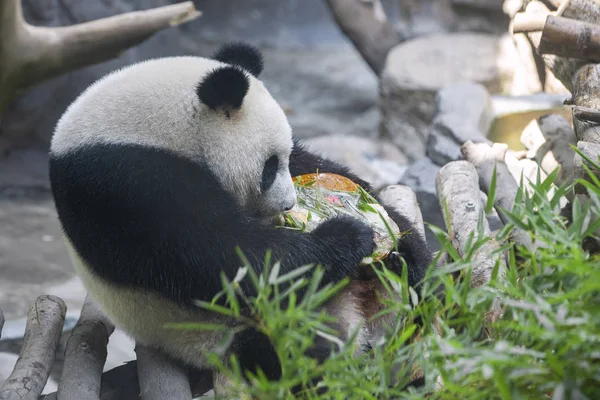Uma Das Gêmeas Pandas Gigantes Hehe Jiujiu Come Bolo Aniversário — Fotografia de Stock