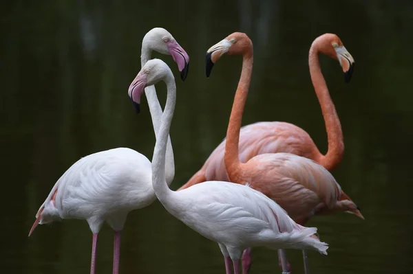 Pairs Flamingoes Seen Qixi Festival Also Known Chinese Valentine Day — Stock Photo, Image