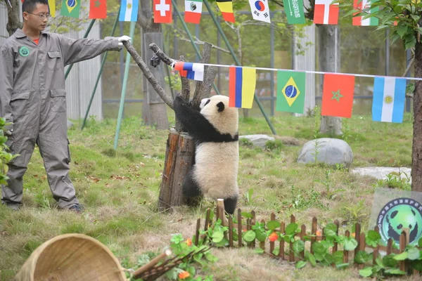 Fil Giant Panda Cub Fungerar Söt Panda Match Bas Kina — Stockfoto