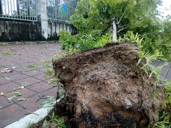 Een Boom Wordt Ontworteld Door Een Sterke Wind Veroorzaakt Door — Stockfoto