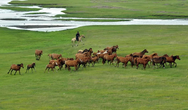 Una Vista Los Caballos Pastizal Hulun Buir Región Autónoma Mongolia — Foto de Stock