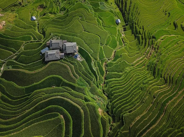 Vista Aérea Los Campos Arroz Terrazas Jiabang Verde Condado Congjiang —  Fotos de Stock