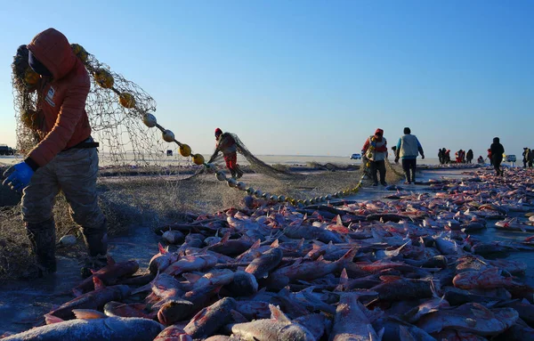 中国の漁師が 2018 日中国北東部の吉林省松原市チャガン湖で氷釣り祭の中に魚を収穫します — ストック写真