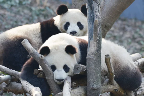 Zwei Riesenpandas Ruhen Neujahrstag Der Stadt Nanjing Der Ostchinesischen Provinz — Stockfoto