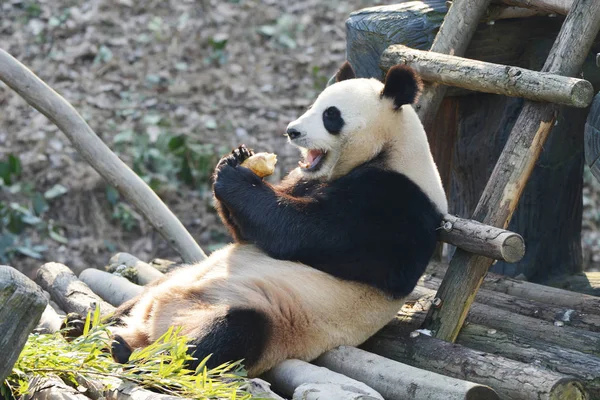 ジャイアント パンダは 南京洪森林動物園で筍を食べるお正月に 2019 日中国東部の江蘇省南京市 — ストック写真