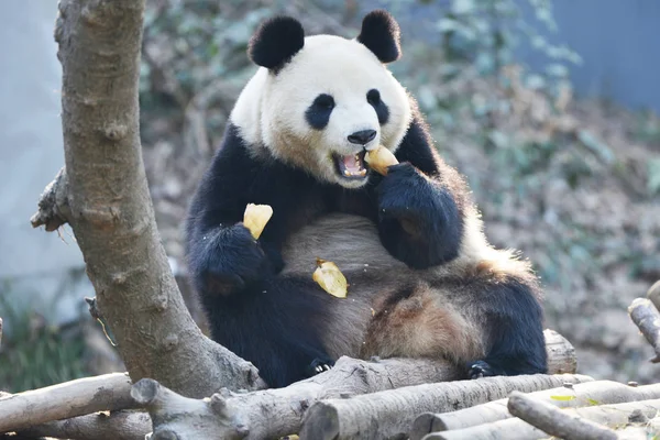 Obří Panda Bambusové Výhonky Nanjing Hongshane Lesní Zoo Nový Rok — Stock fotografie