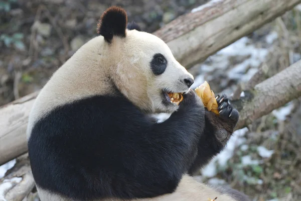 Panda Gigante Come Brotos Bambu Zoológico Floresta Nanjing Hongshan Dia — Fotografia de Stock
