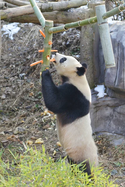 Giant Panda Zjada Marchewki Nanjing Hongshan Las Zoo New Year — Zdjęcie stockowe