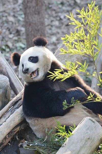 Ein Riesiger Panda Frisst Neujahrstag Waldzoo Nanjing Hongshan Der Ostchinesischen — Stockfoto