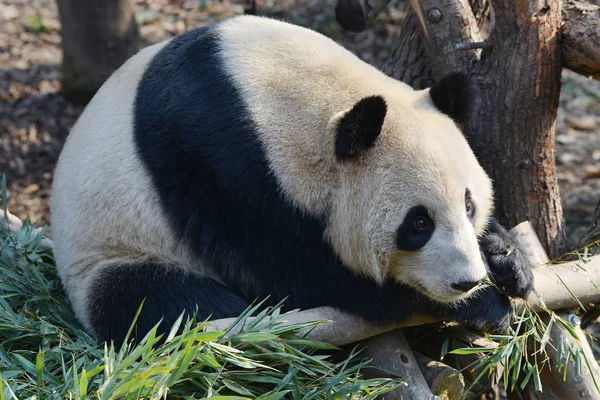 Giant Panda Zjada Bambusa Nanjing Hongshan Las Zoo New Year — Zdjęcie stockowe