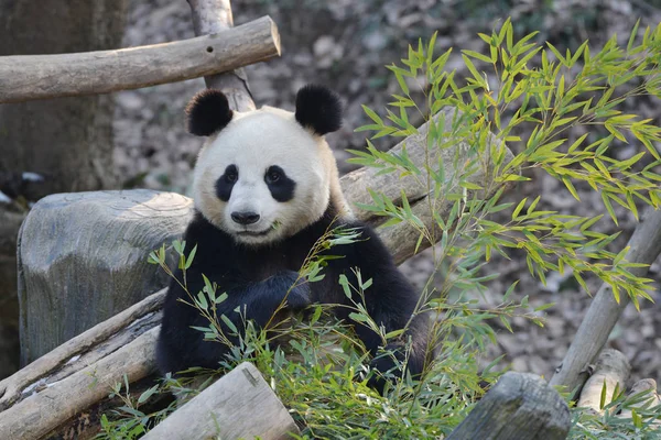 Гигантская Панда Ест Бамбук Нанкинском Лесном Зоопарке Хуншань Новый Год — стоковое фото