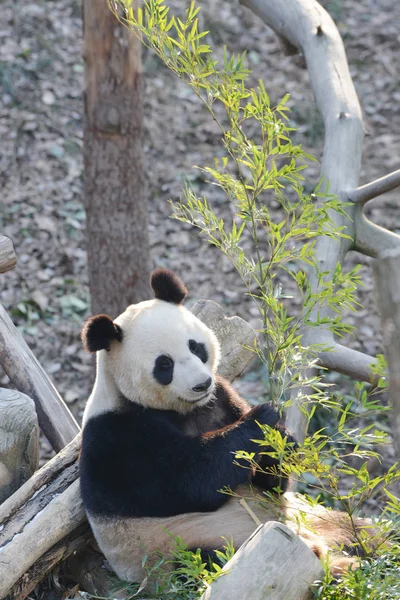 2019年1月1日 在中国东部江苏省南京市的南京红山森林动物园 一只大熊猫吃竹子 — 图库照片