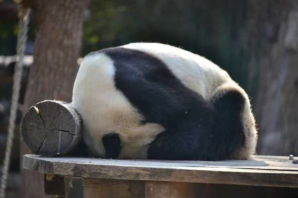 Giant Panda Huddles Przeciwko Wycie Wiatru Dzień Zoo Beijing Pekin — Zdjęcie stockowe