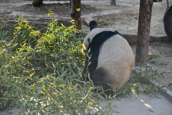 Panda Gigante Agacha Contra Vento Uivante Dia Gelado Zoológico Pequim — Fotografia de Stock