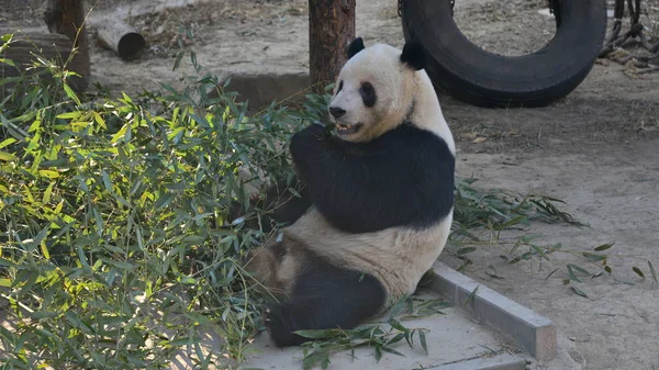 Panda Gigante Descansa Soporte Madera Día Congelación Zoológico Beijing Beijing —  Fotos de Stock