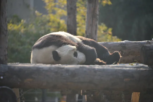 Obří Panda Spočívá Dřevěný Stojan Zmrazení Den Beijing Zoo Pekingu — Stock fotografie
