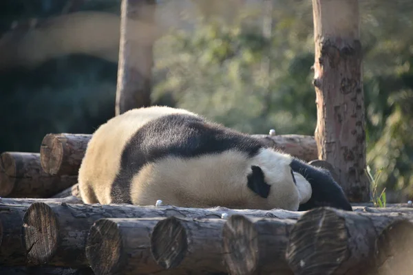 Giant Panda Opiera Się Drewniany Stojak Dzień Zoo Beijing Pekin — Zdjęcie stockowe