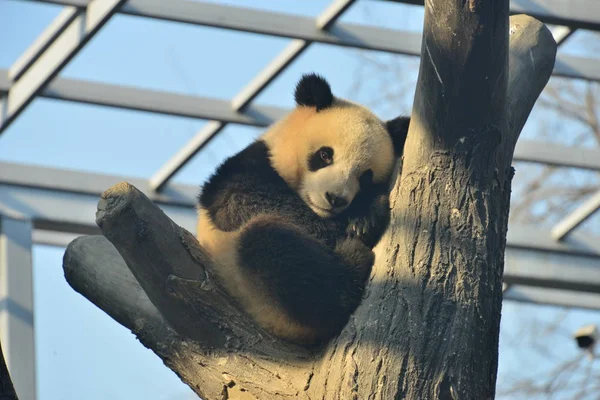 2018年12月31日 在中国北京动物园的一个寒冷的日子里 一只大熊猫幼崽在树枝上休息 — 图库照片