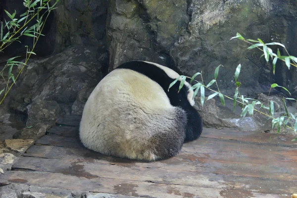 Panda Gigante Acurruca Contra Viento Aullante Día Congelación Zoológico Beijing —  Fotos de Stock